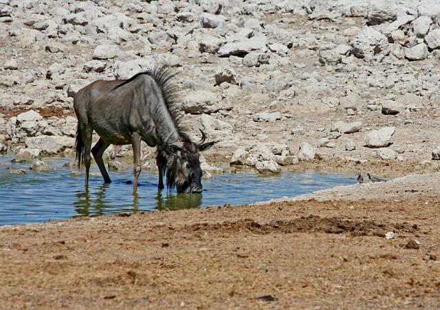 229 Etosha NP, gnoe.JPG